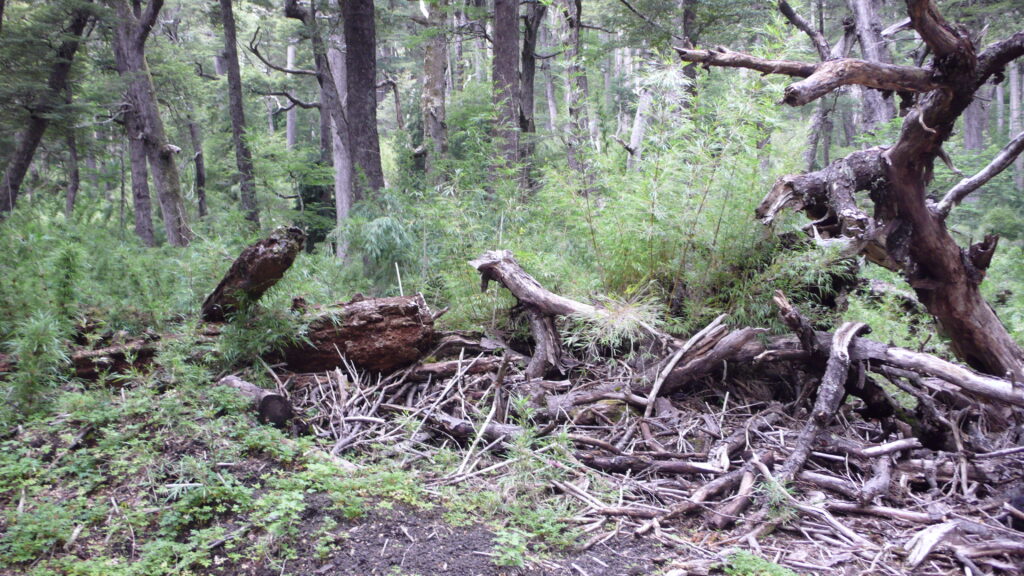 oerbos